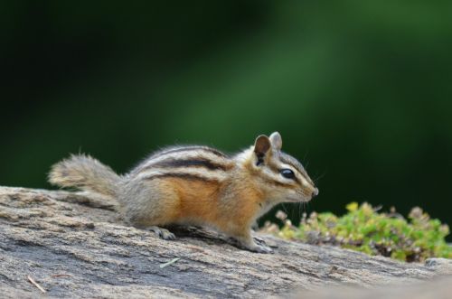 chipmunk outside partk