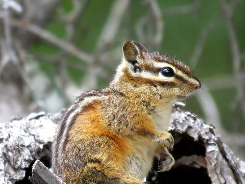 chipmunk wildlife nature