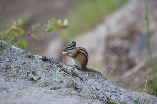 chipmunk nature animal