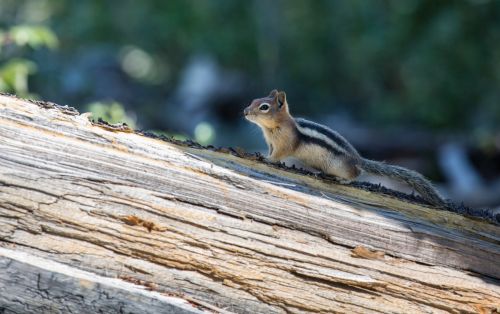 Chipmunk