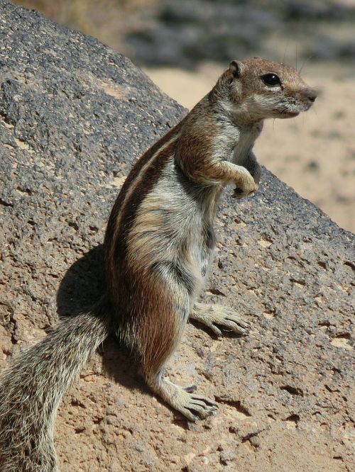 chipmunk fuerteventura animal