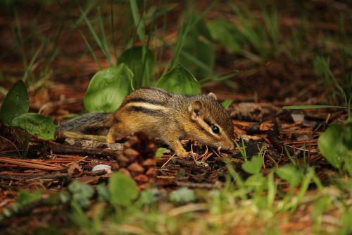chipmunk small rodent