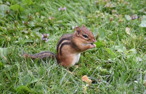 chipmunk animal chipmunk eating