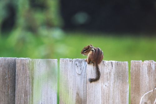 chipmunk nature small