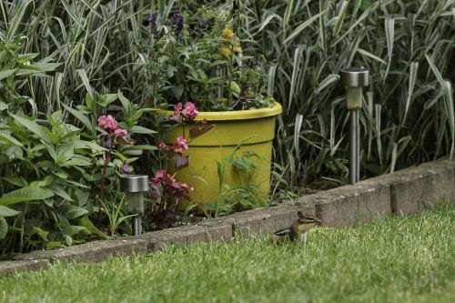 chipmunk critter backyard