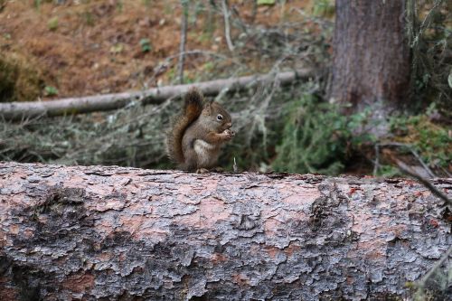 chipmunk log nut