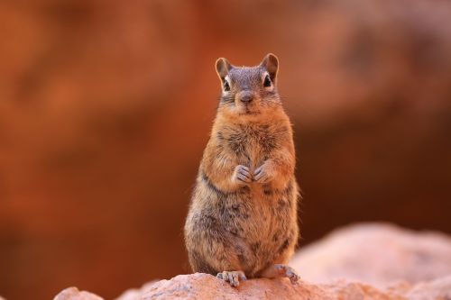 chipmunk nature wildlife