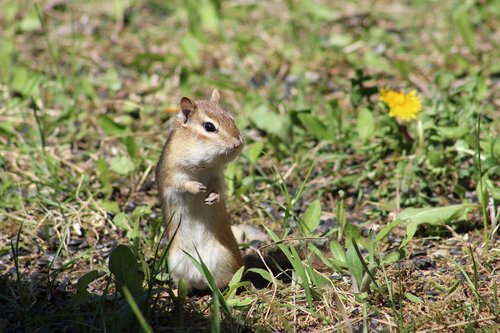 chipmunk  standing  cute