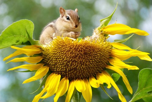 chipmunk  animal  sunflower