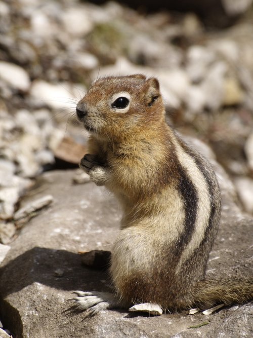 chipmunk  cute  furry