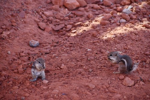 chipmunk  party  oreo picnic