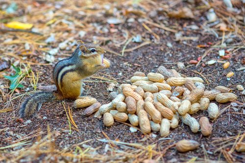 chipmunk  peanuts  animal