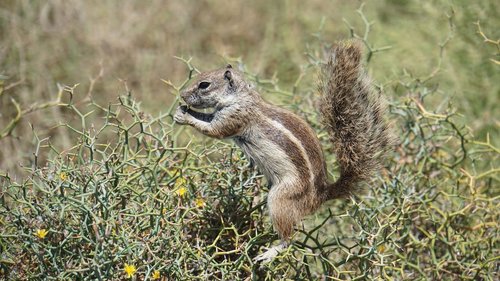 chipmunk  nager  fuerteventura