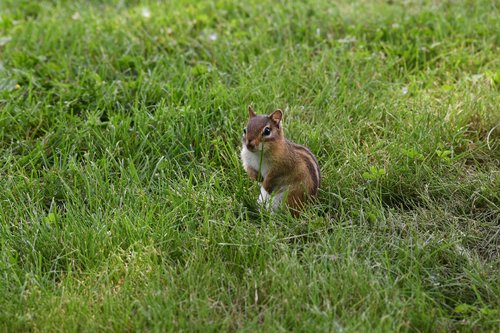chipmunk  squirrel  rodent