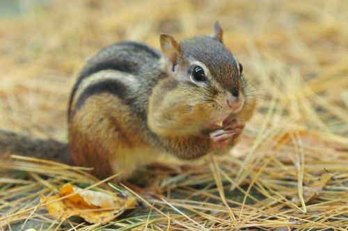 chipmunk rodent creature