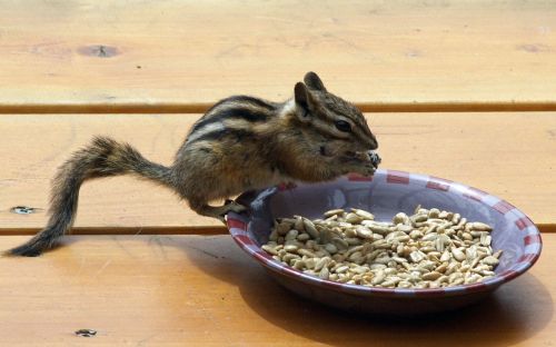 chipmunk squirrel striped