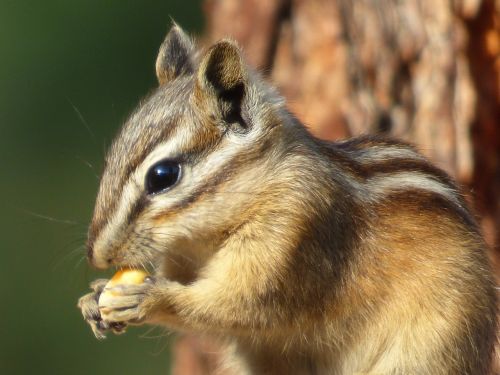 chipmunk animal forest