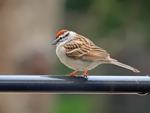 chipping sparrow  nature  bird