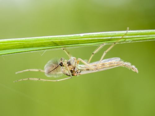 chironomid mosquito insect