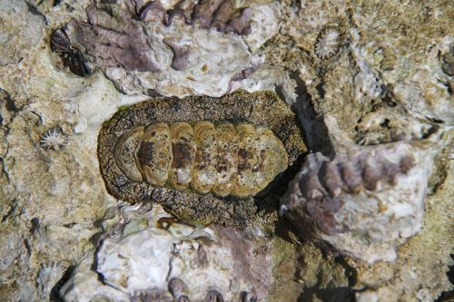 chiton mollusk sea