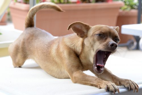 Chihuahua Yawning