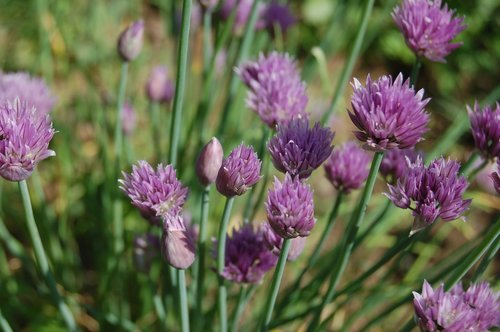 chive  flowers chives