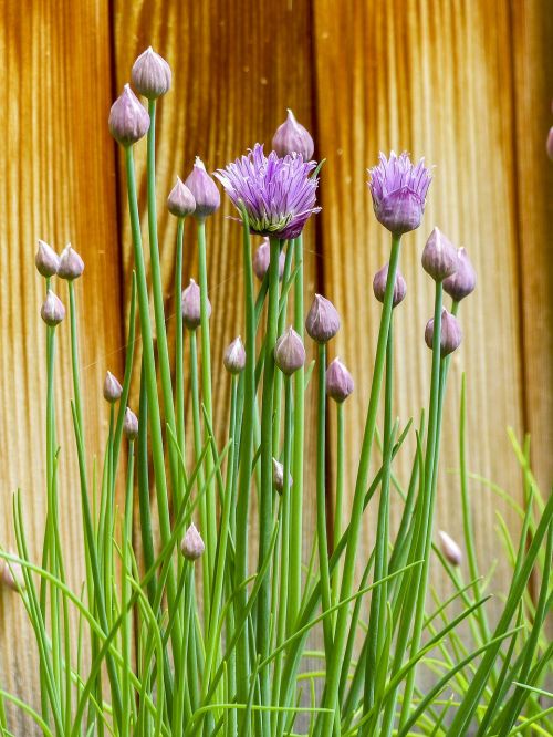 chive blooming herb