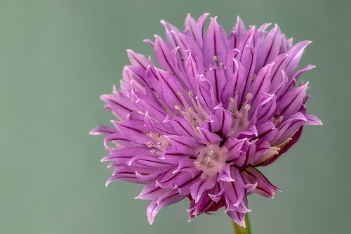 chive  herb  flower