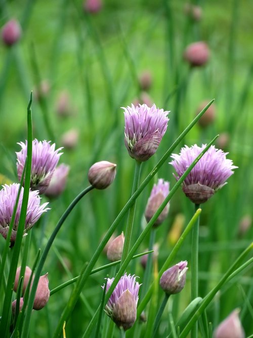 chive  flower  bloom