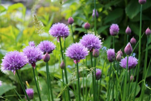 chive flowering plant