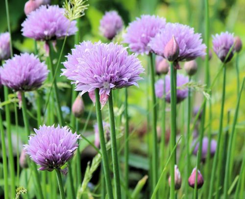 chive flowering nature