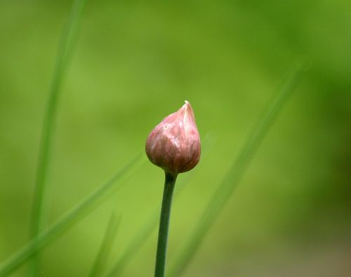 chive bud bud chives