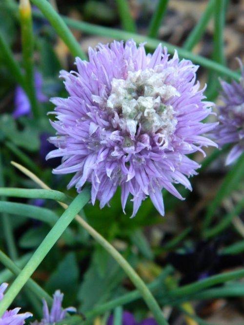 Chive Flower