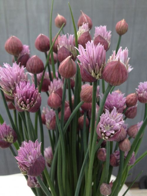 chives flowers nature