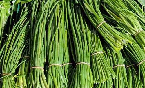 chives herbs culinary herbs