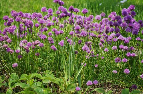 chives flower onions