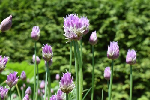 chives blossom bloom