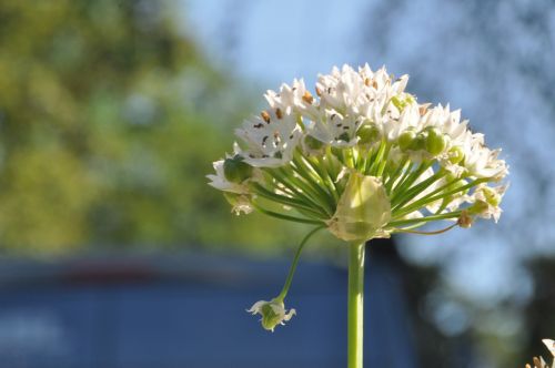 chives blossom bloom