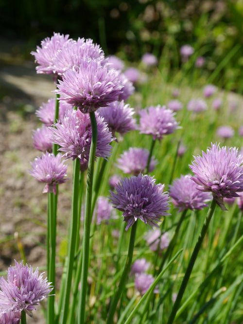 chives close purple