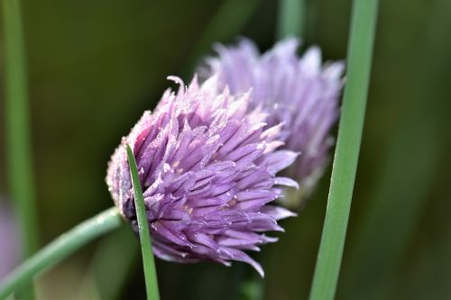 chives blossom bloom