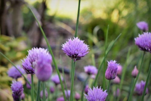 chives blossom bloom