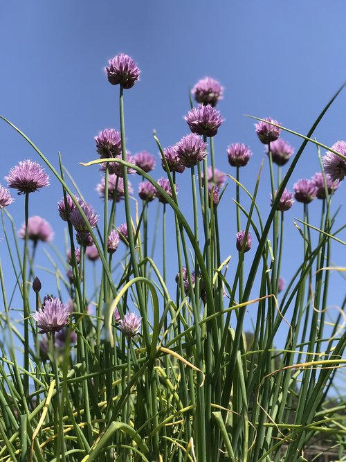 chives  herb  bloom