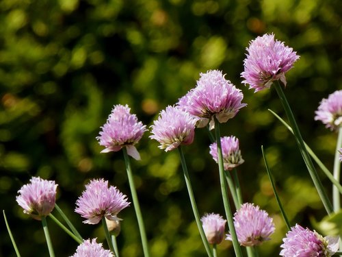 chives  flowers  purple