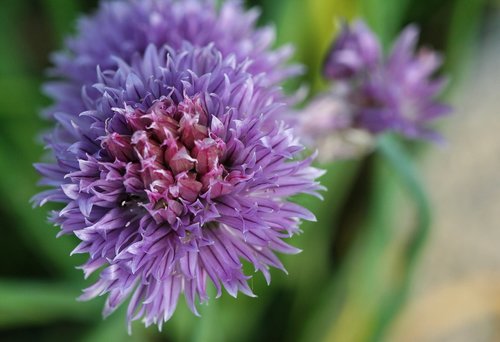 chives  herbs  aromatic plant
