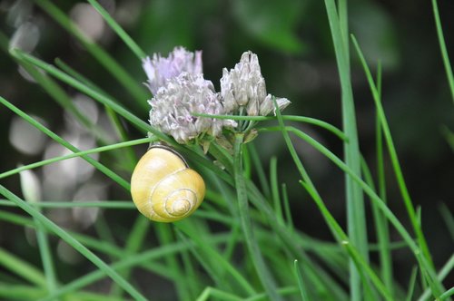 chives  welsh onion  snail