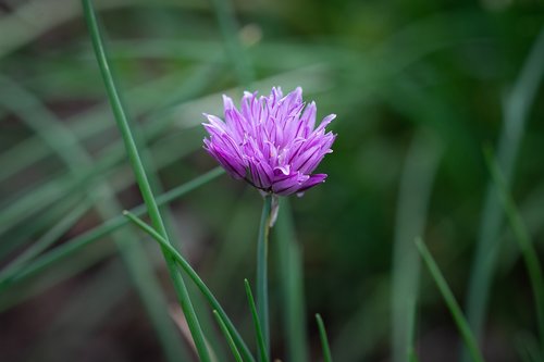 chives  chives blossom  blossom