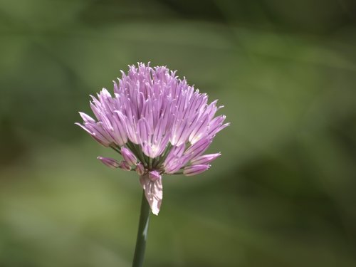 chives  herbs  plant