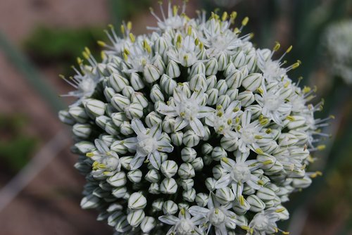 chives  flower  blooms