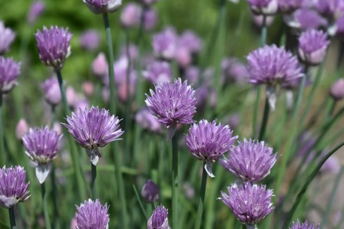 chives  flower  herbs