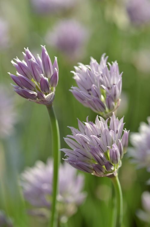chives flowers violet